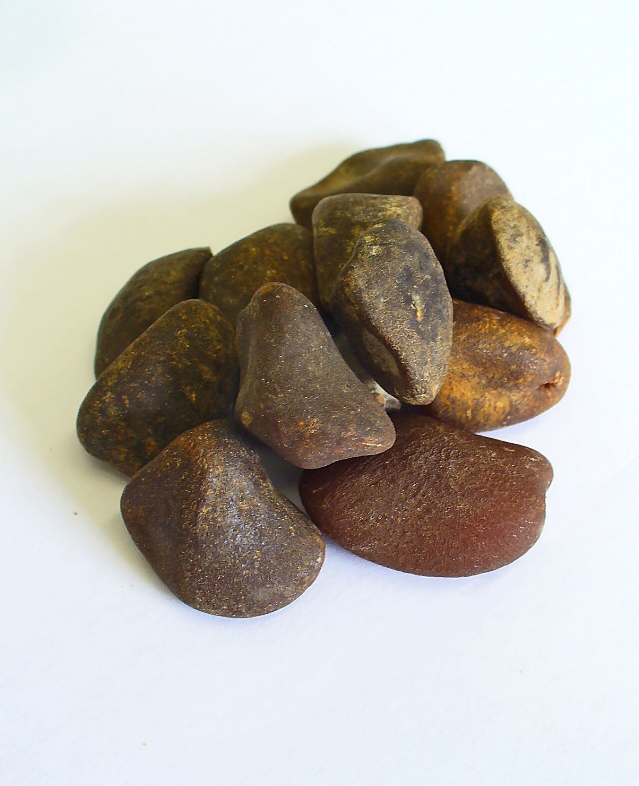 St. Ignatius bean: Strychnos ignatii , Ignatius bean, seeds; Private collection, therefore not geocoded.