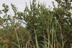 Black monkey orange (Strychnos madagascariensis)