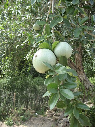 Black monkey orange: Strychnos madagascariensis. In Machaze district of Mozambique this wild fruit is called "Macuacua"