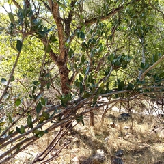 Black monkey orange (Strychnos madagascariensis)