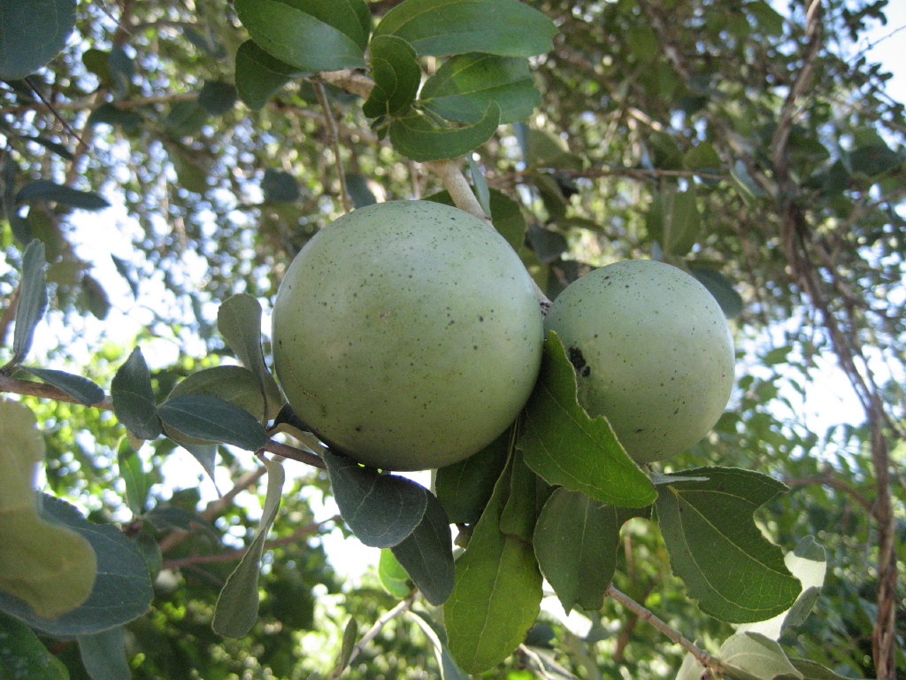 Black monkey orange: The dried fruit pulp of Strychnos madagascariensis is an important food in times of hunger in Machaze district of Mozambique. Local name of the fruit: "Macuacua