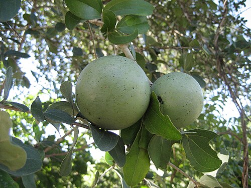 Black monkey orange: The dried fruit pulp of Strychnos madagascariensis is an important food in times of hunger in Machaze district of Mozambique. Local name of the fruit: "Macuacua