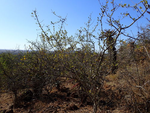 Black monkey orange (Strychnos madagascariensis)