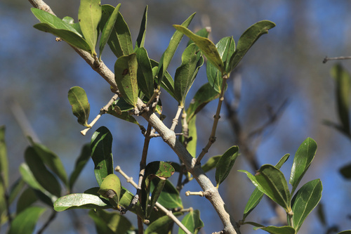 Black monkey orange (Strychnos madagascariensis)