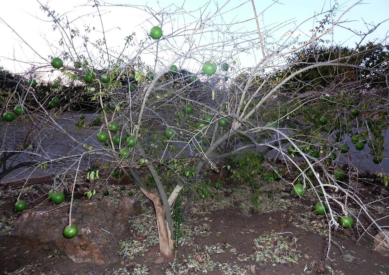 Black monkey orange: Black monkey orange in the Walter Sisulu Botanical Garden, Roodepoort