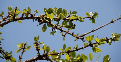 Black monkey orange (Strychnos madagascariensis)