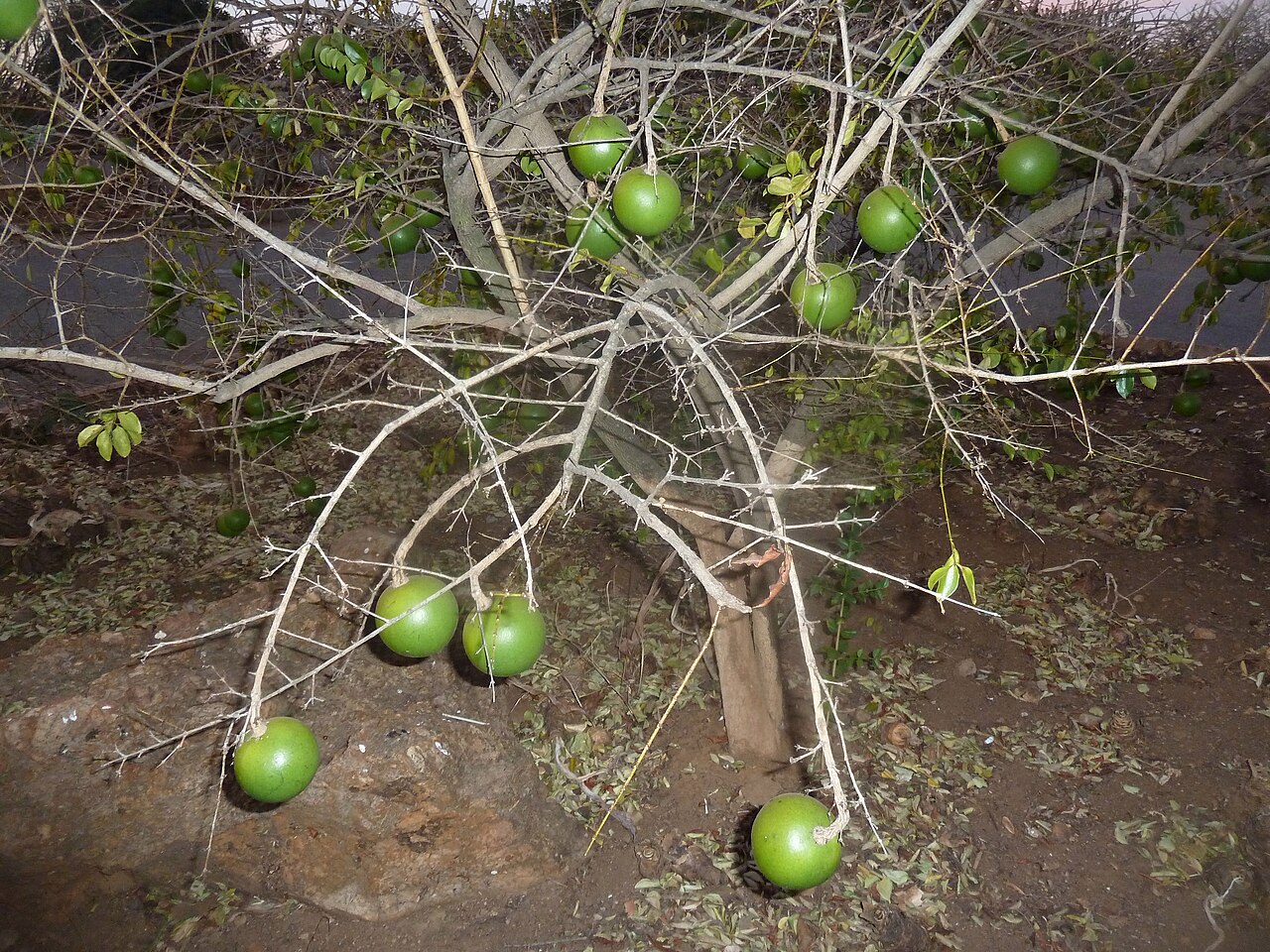 Black monkey orange: Fruit of a Black monkey orange in the Walter Sisulu Botanical Garden, Roodepoort