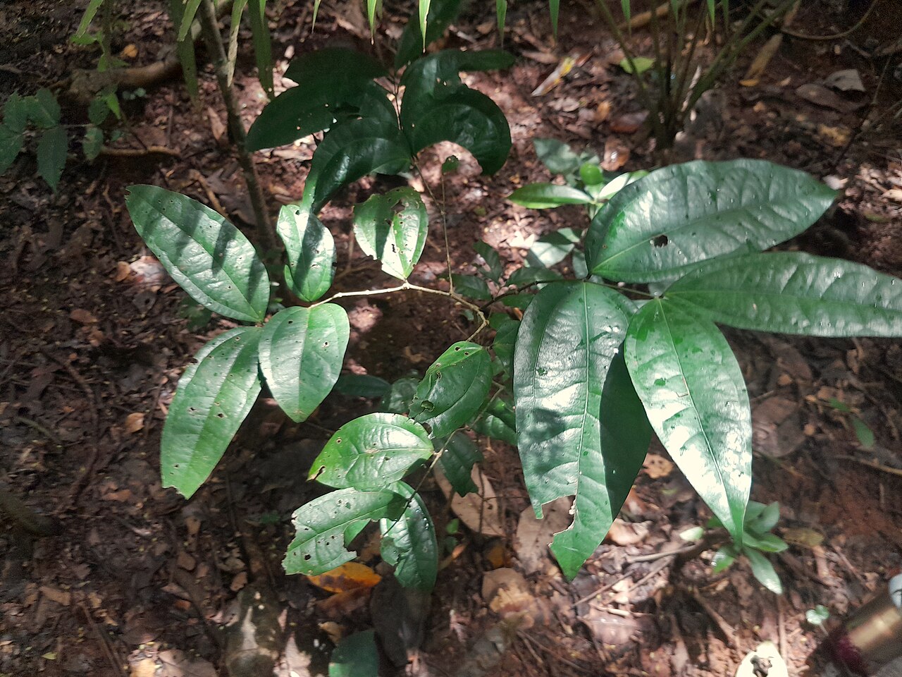 Strychnos minor: Strychnos minor in rainforest near Cairns , Queensland
