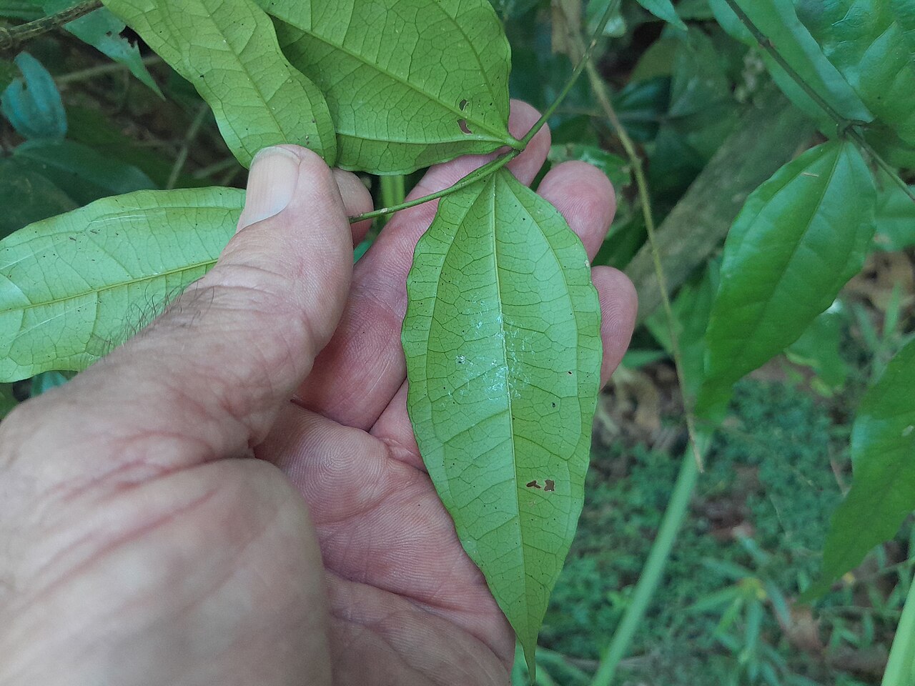 Strychnos minor: Strychnos minor in rainforest near Cairns , Queensland