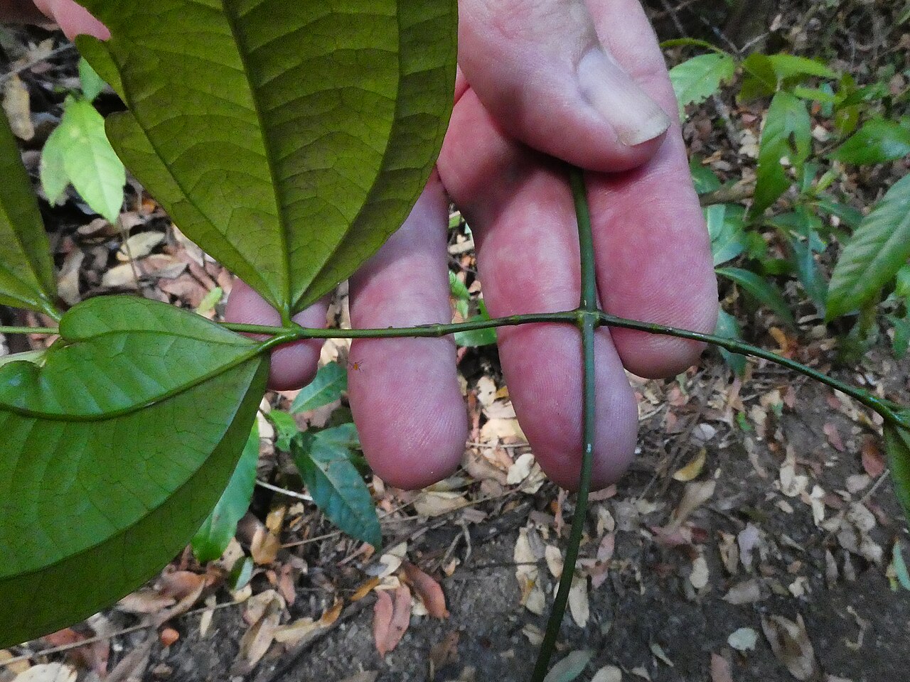 Strychnos minor: Strychnos minor growing in the Goldsborough Valley near Cairns , Queensland