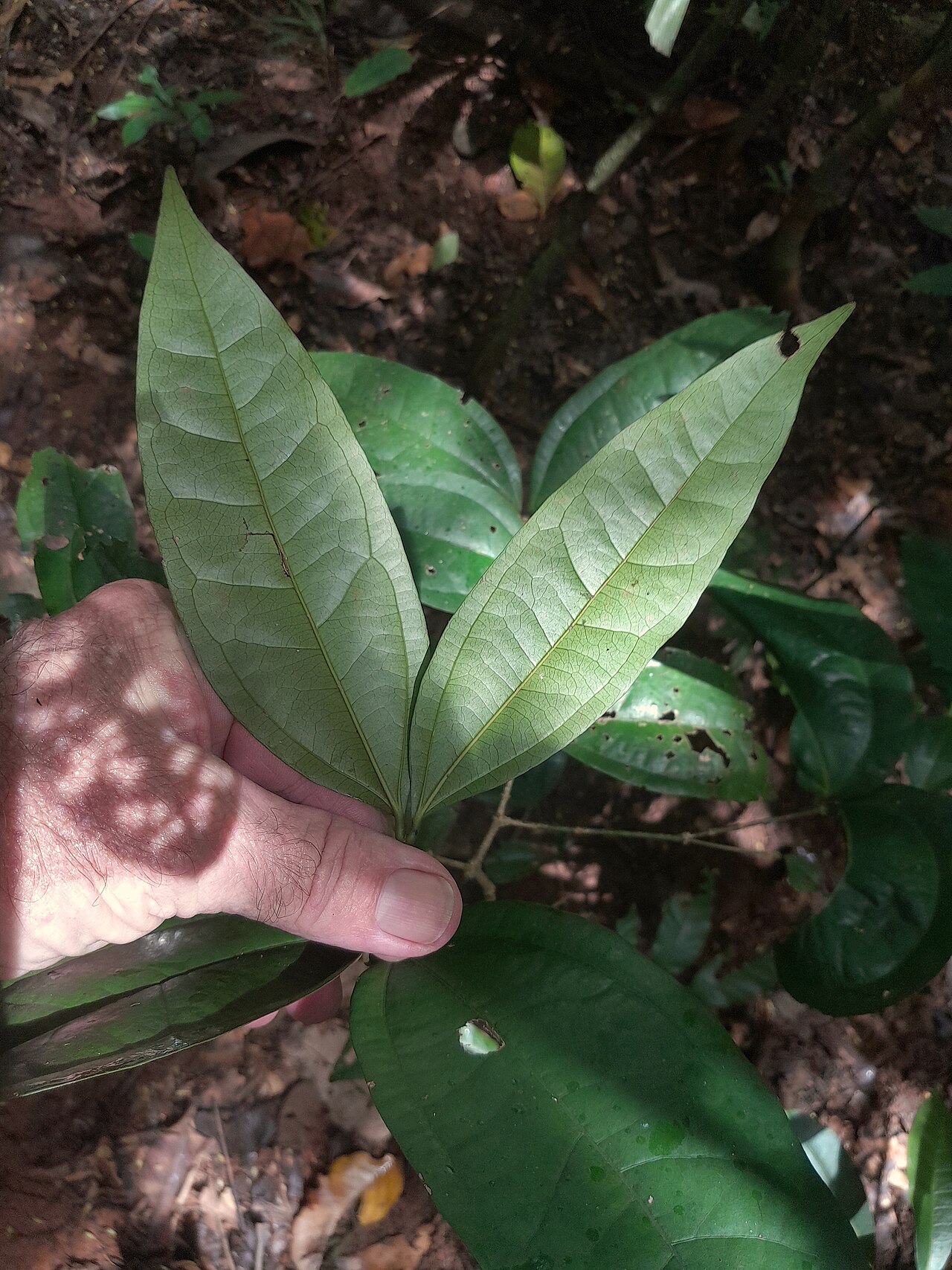 Strychnos minor: Strychnos minor in rainforest near Cairns , Queensland