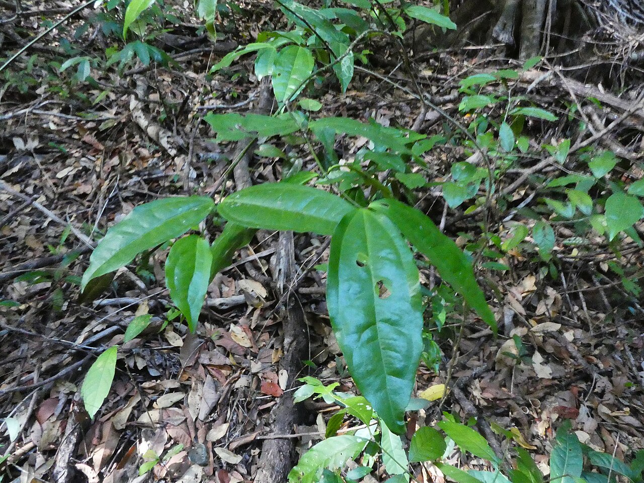 Strychnos minor: Strychnos minor growing in the Goldsborough Valley near Cairns , Queensland