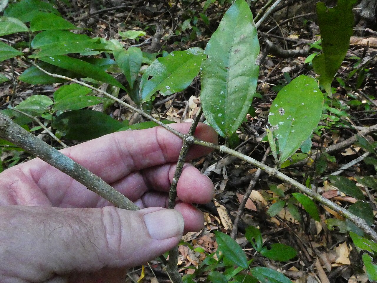 Strychnos minor: Strychnos minor growing in the Goldsborough Valley near Cairns , Queensland