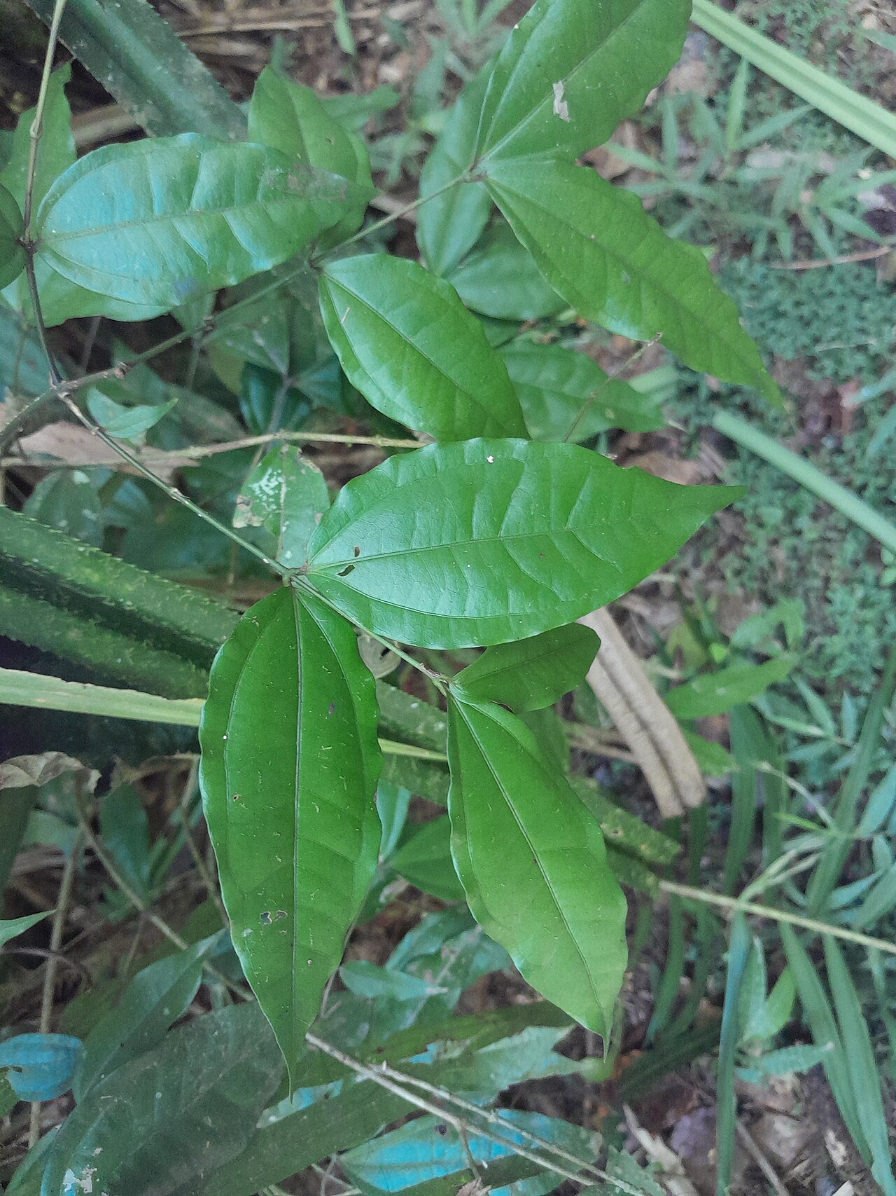 Strychnos minor: Strychnos minor in rainforest near Cairns , Queensland