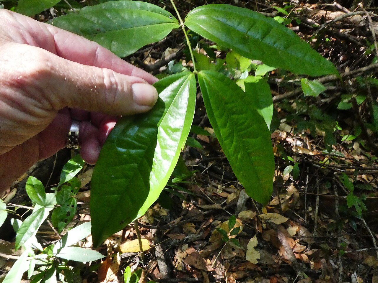 Strychnos minor: Strychnos minor growing in the Goldsborough Valley near Cairns , Queensland