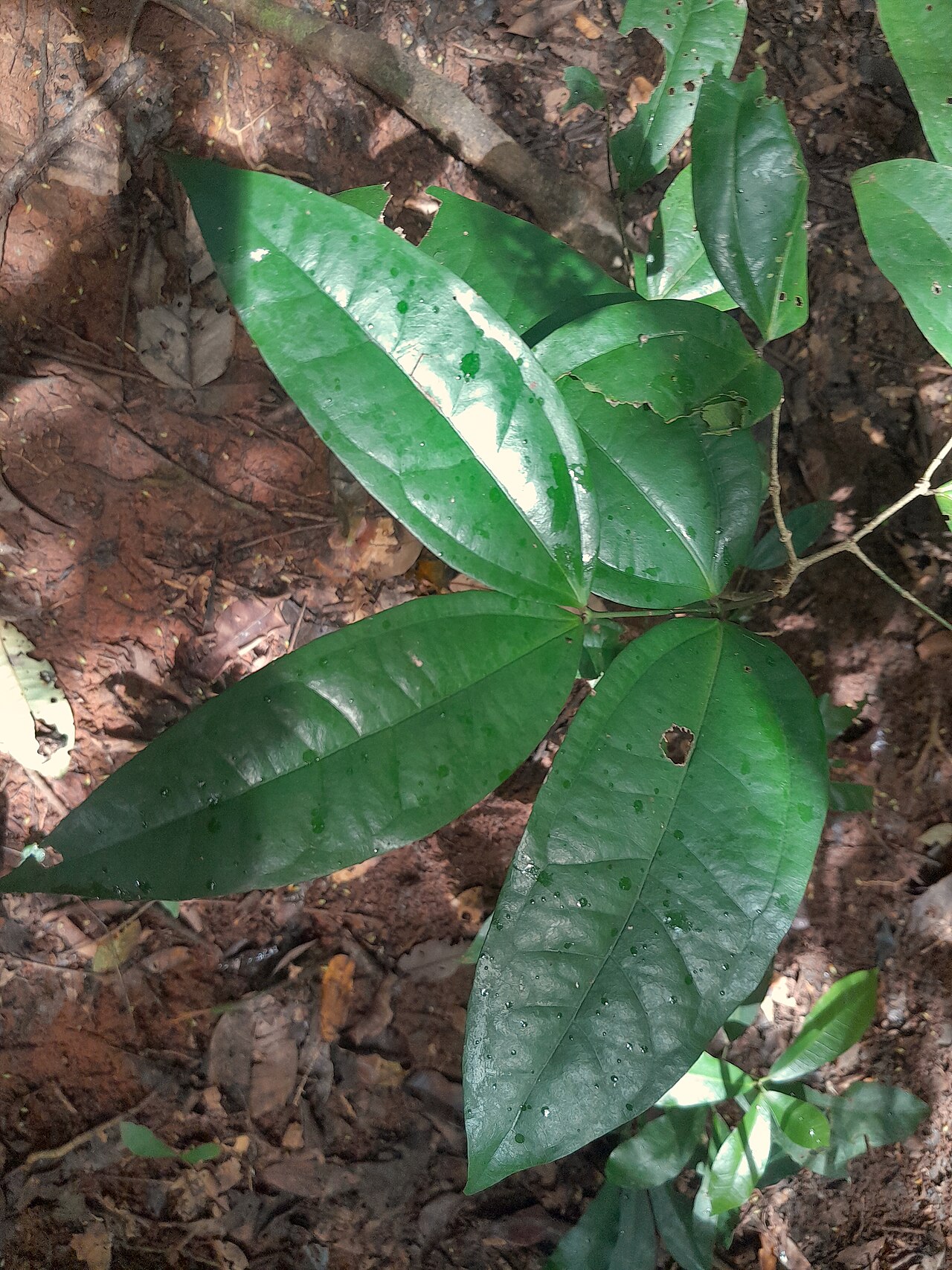 Strychnos minor: Strychnos minor in rainforest near Cairns , Queensland