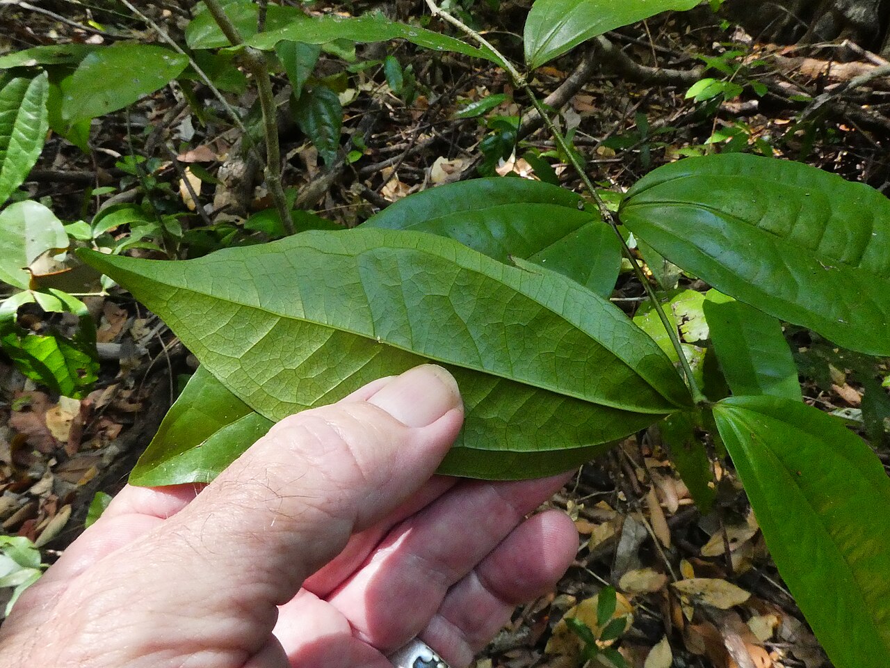 Strychnos minor: Strychnos minor growing in the Goldsborough Valley near Cairns , Queensland