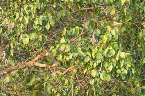Strychnine tree (Strychnos nux-vomica)