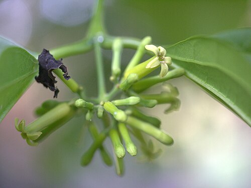 Strychnine tree: Strychnos nux-vomica
