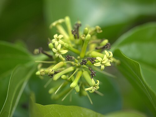 Strychnine tree: Strychnos nux-vomica