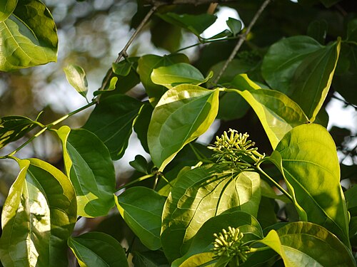 Strychnine tree: Strychnos nux-vomica