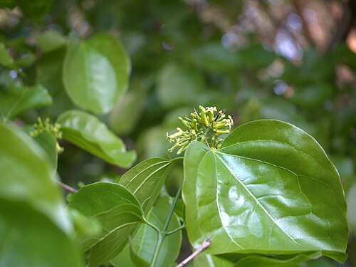 Strychnine tree: Strychnos nux-vomica