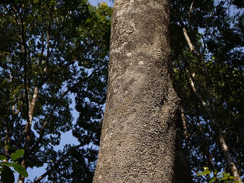Strychnine tree: Strychnos nux-vomica