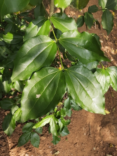 Strychnine tree (Strychnos nux-vomica)
