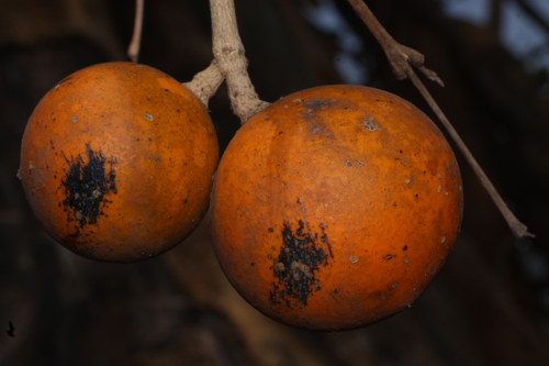 Strychnine tree (Strychnos nux-vomica)