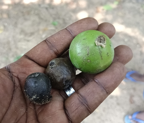 Strychnine tree (Strychnos nux-vomica)