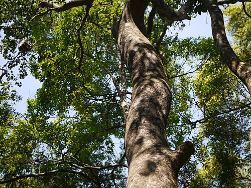 Strychnine tree: Strychnos nux-vomica