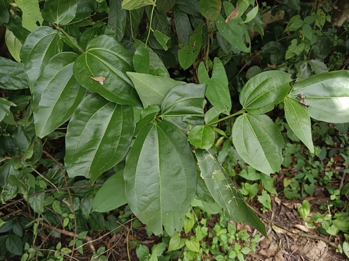 Strychnine tree (Strychnos nux-vomica)
