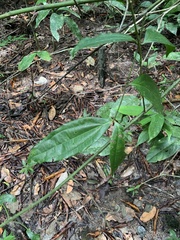 Strychnos panamensis (Strychnos panamensis)