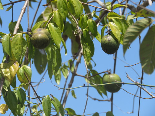 Strychnos panamensis (Strychnos panamensis)