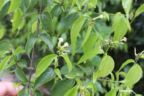 Strychnos panamensis (Strychnos panamensis)