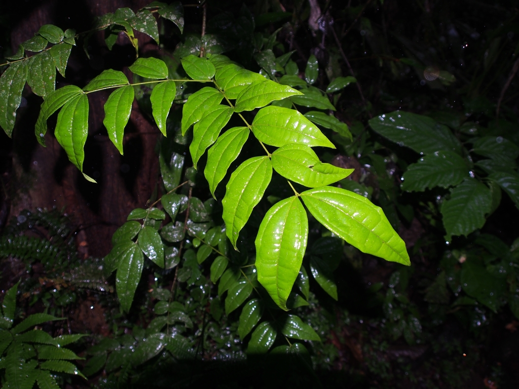 Strychnos panamensis (Strychnos panamensis)