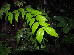 Strychnos panamensis (Strychnos panamensis)