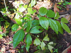 Strychnos peckii (Strychnos peckii)