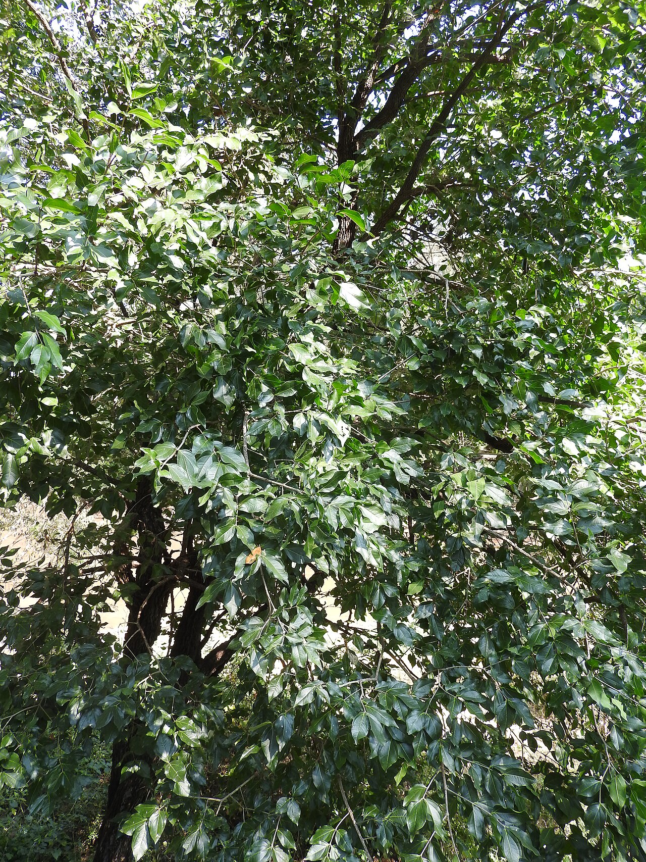 Black bitterberry: Loganiaceae-the clearing nut;tree,seeds used to clear muddy water.