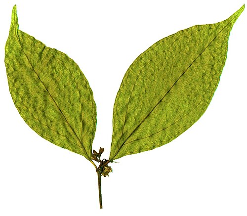 Black bitterberry: Undersides of the opposite leaves of a Black bitterberry, from Inhamitanga forest near Lacerdónia in central Mozambique