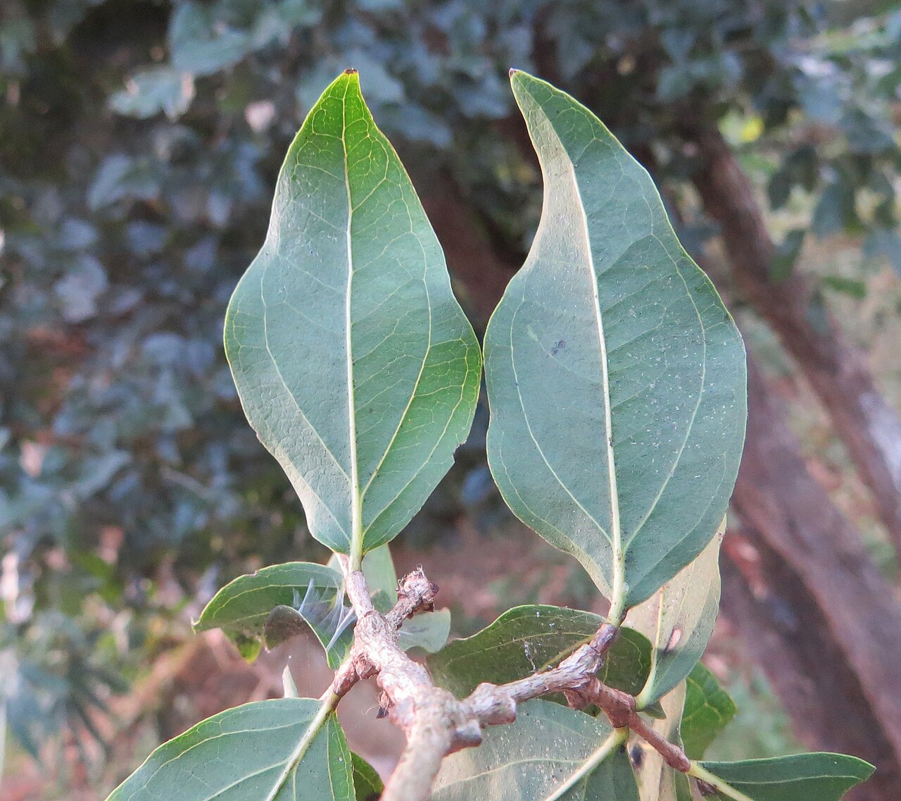 Black bitterberry: Strychnos potatorum