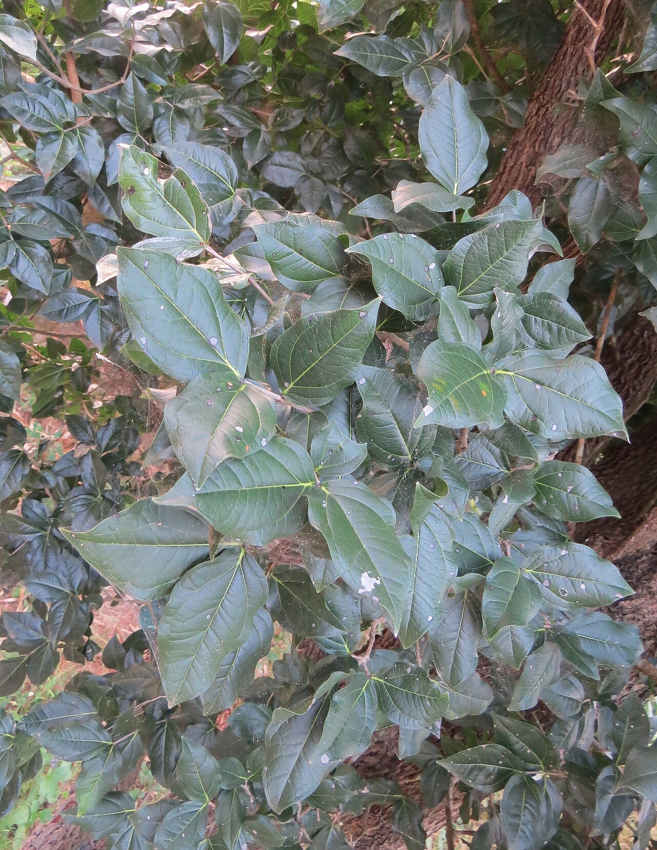 Black bitterberry: Strychnos potatorum