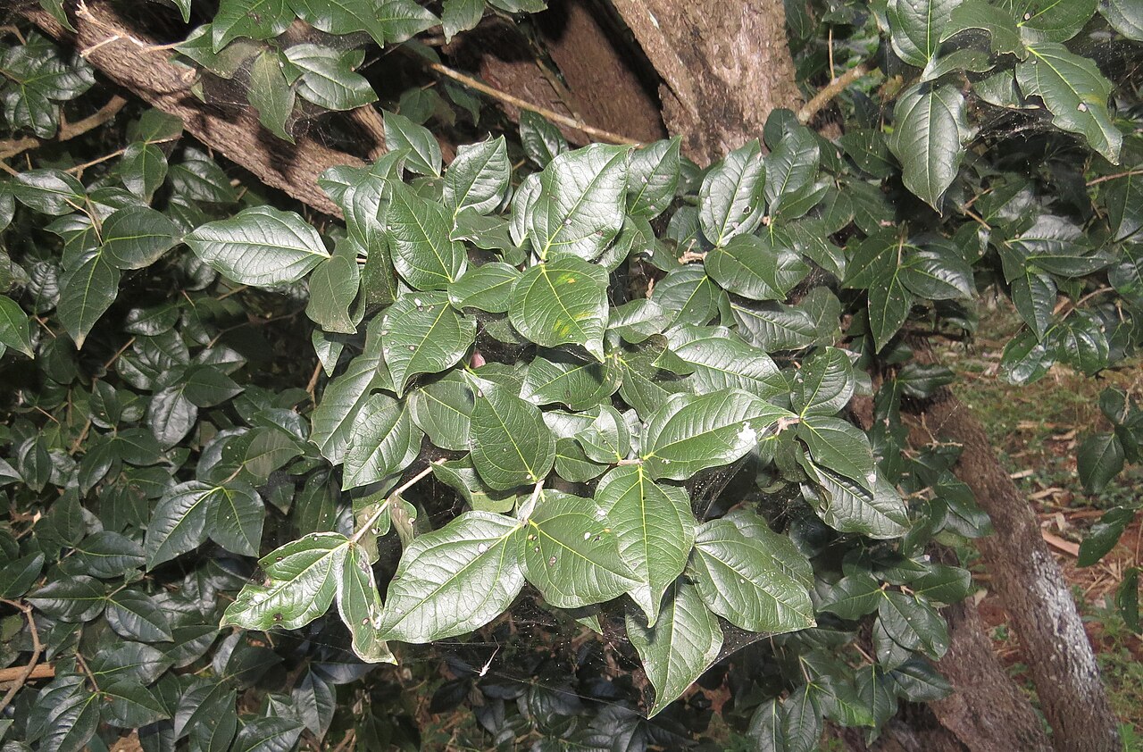 Black bitterberry: Strychnos potatorum