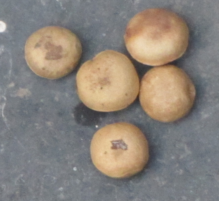 Black bitterberry: தேத்தாங்கொட்டை. இது கலங்கல் நீரைத் தெளியவைக்கவும், நகைகளில் உள்ள அழுக்கை நீக்கவும் பயன்படும். எனது படம்.