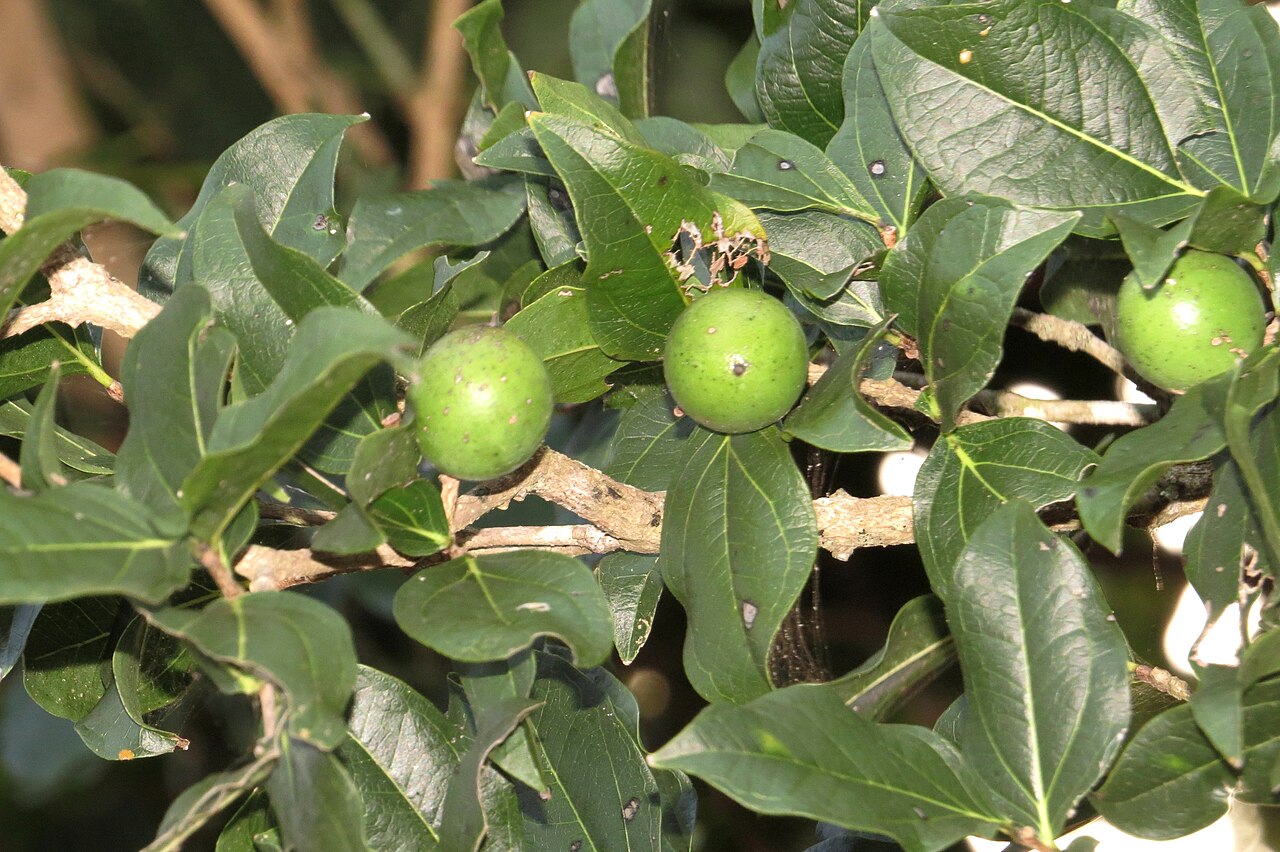 Black bitterberry: Strychnos potatorum