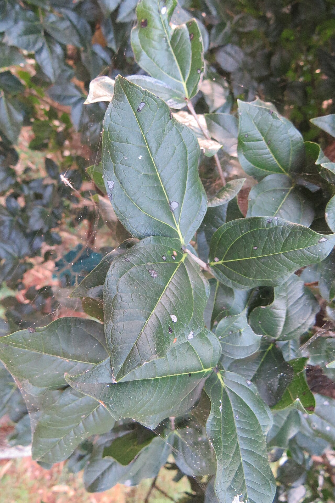 Black bitterberry: Strychnos potatorum