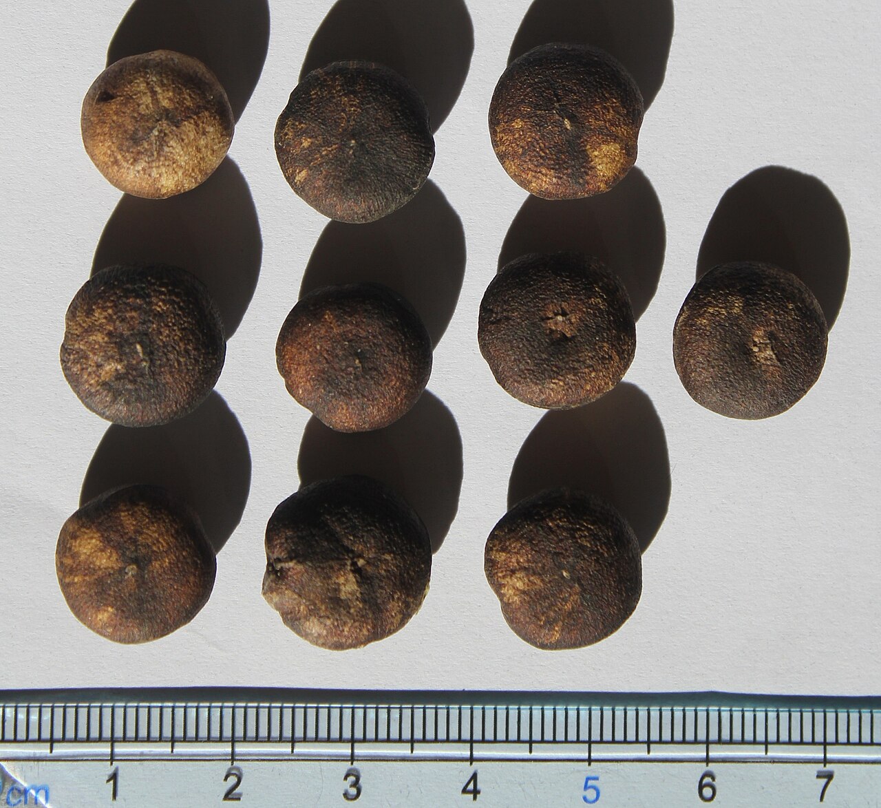 Black bitterberry: Strychnos potatorum seeds.