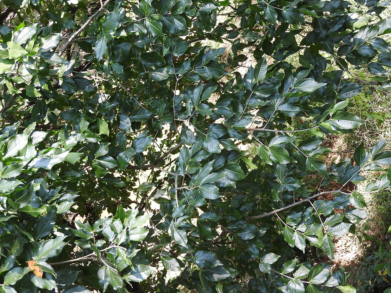 Black bitterberry: Loganiaceae-the clearing nut;tree,seeds used to clear muddy water.
