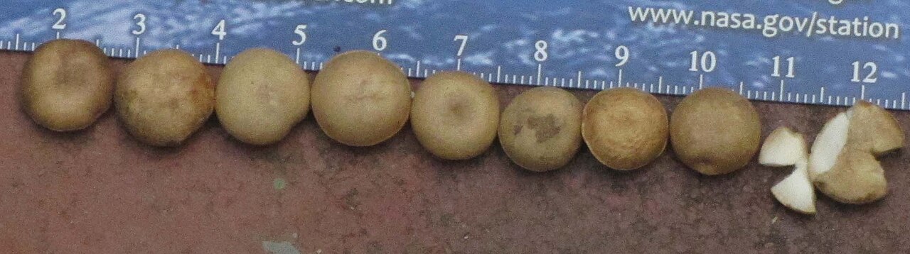 Black bitterberry: தேத்தாங்கொட்டை. நீரை மென்மையாக்கும். தெளிய வைக்கும். நுரைக்கும். நகையிலுள்ள அழுக்குகளைப் போக்கப் பயன்படுத்துவர். எனது படம்