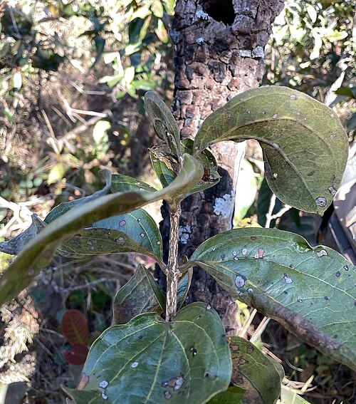 Strychnos pseudoquina: Registro de Strychnos pseudoquina em Área de Relevante Interesse Ecológico Capetinga/Taquara.